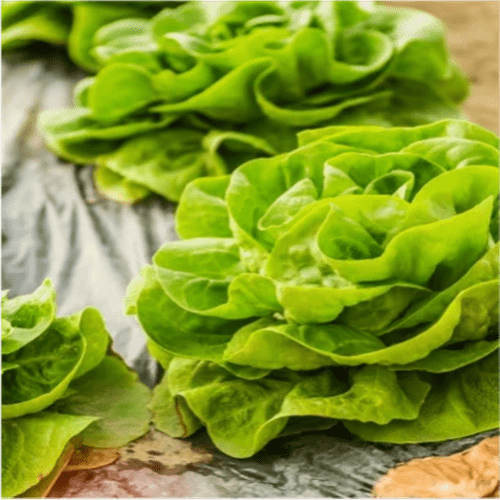 الخس الأخضر الورقي